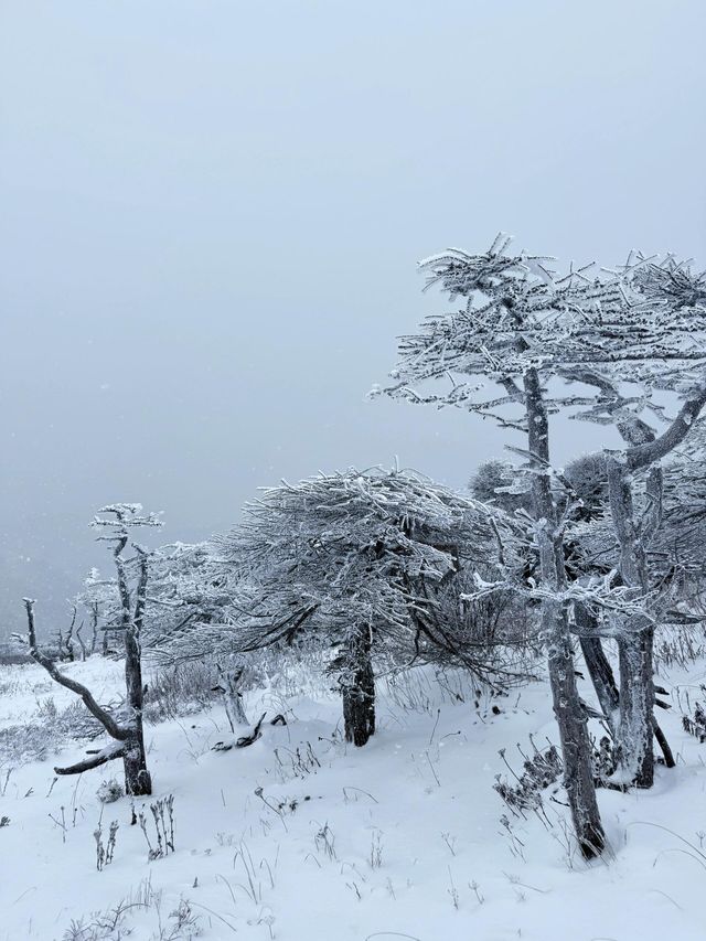 西安秦嶺東梁|雪後的東梁，如她的名字一樣別緻。