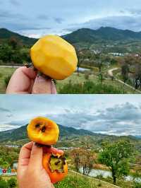 中國甜柿之鄉。