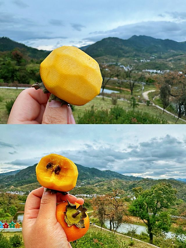 中國甜柿之鄉。