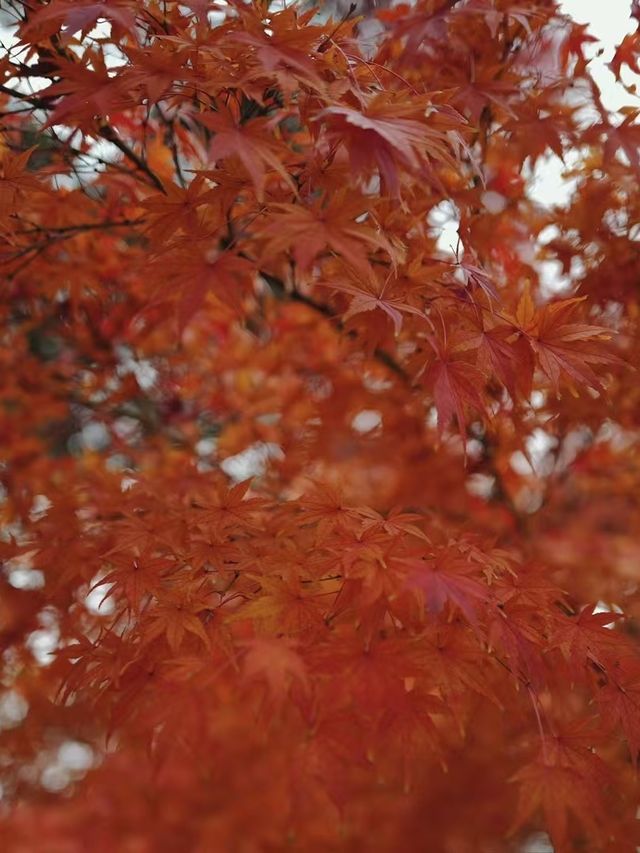 南通如皋·水繪園｜一日遊園免費觀賞滿天楓葉