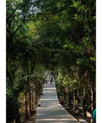 紅花山公園｜不出片可能是缺個攝影師。