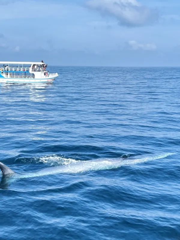 Magical Experience of Whale Watching in Mirissa