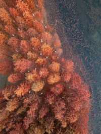超美的長沙松雅湖紅杉林，你打卡了嗎？