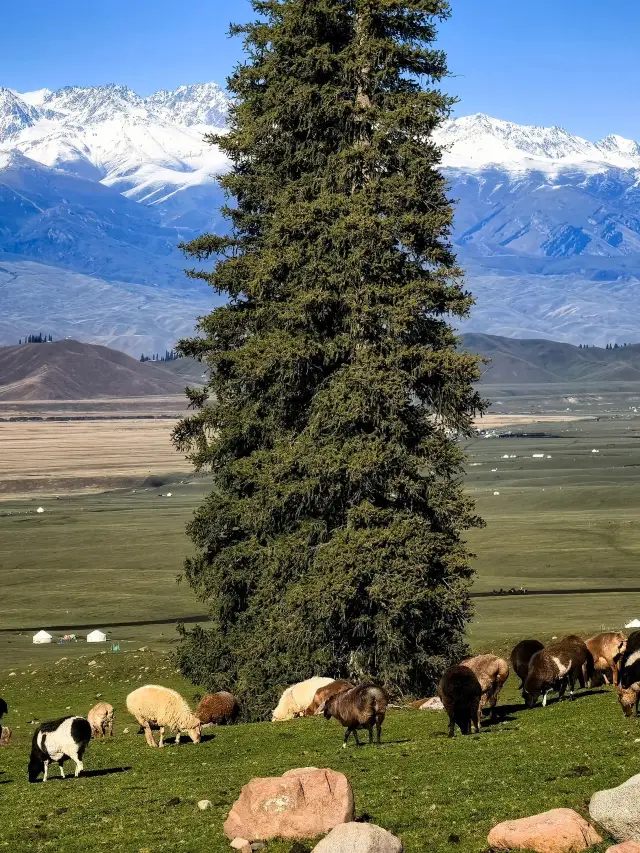 5-Day Itinerary for Northern Xinjiang, Ili, and Sayram Lake