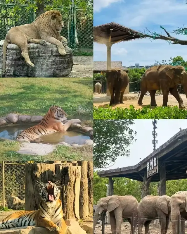 上海野生動物園 | 一日遊,保姆級攻略!