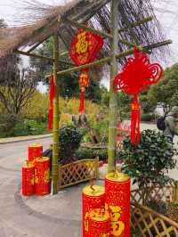 小眾公園有臘梅展