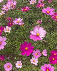 深圳白沙灣公園：有山有海有花的夢幻之地