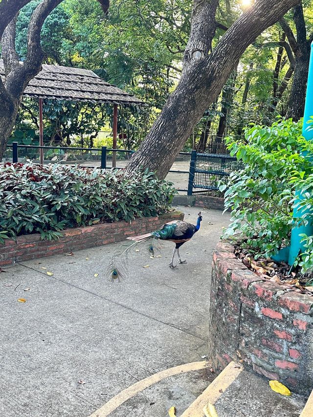 廣東深圳野生動物園|動物大世界