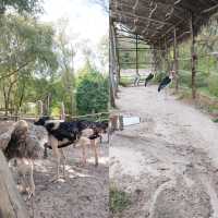 達累斯薩拉姆動物園，與非洲野生動物親密接觸的超讚體驗