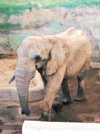 春節假期一定要來打卡的西霞口神雕山野生動物園