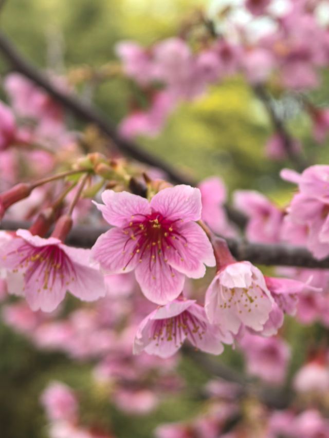 早春二月之茶亭公園花開早