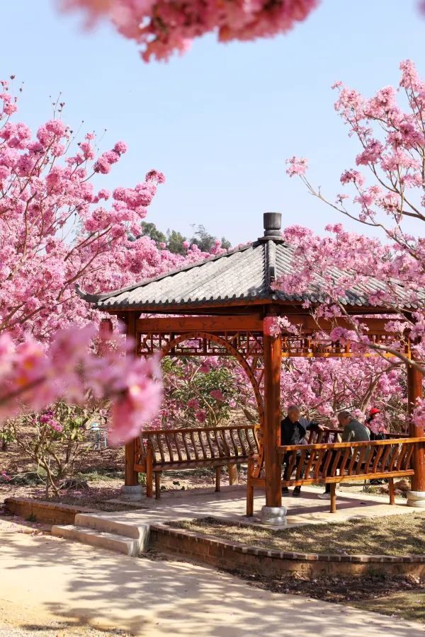 綠美生態園：滿樹繁花沐日輝，萬朵千枝醉心扉。