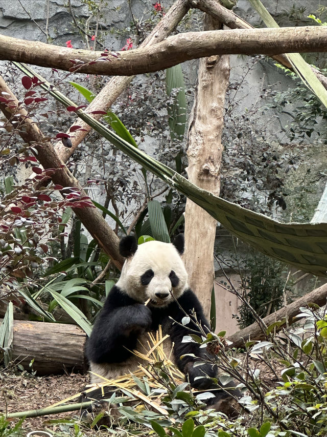 在成都，見識到了三星堆文明，好震撼