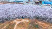 西安春日賞花全攻略 | 8個浪漫花海打卡地