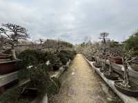 2.21 莘莊梅園實況｜「梅」不勝收，獨佔春色，專場