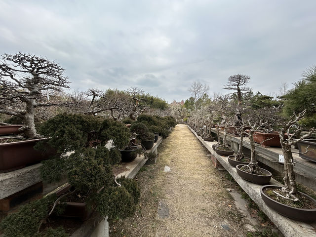 2.21 莘莊梅園實況｜「梅」不勝收，獨佔春色，專場