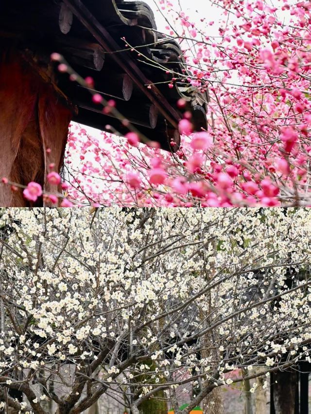 西溪濕地公園賞梅全攻略，邂逅春日浪漫！