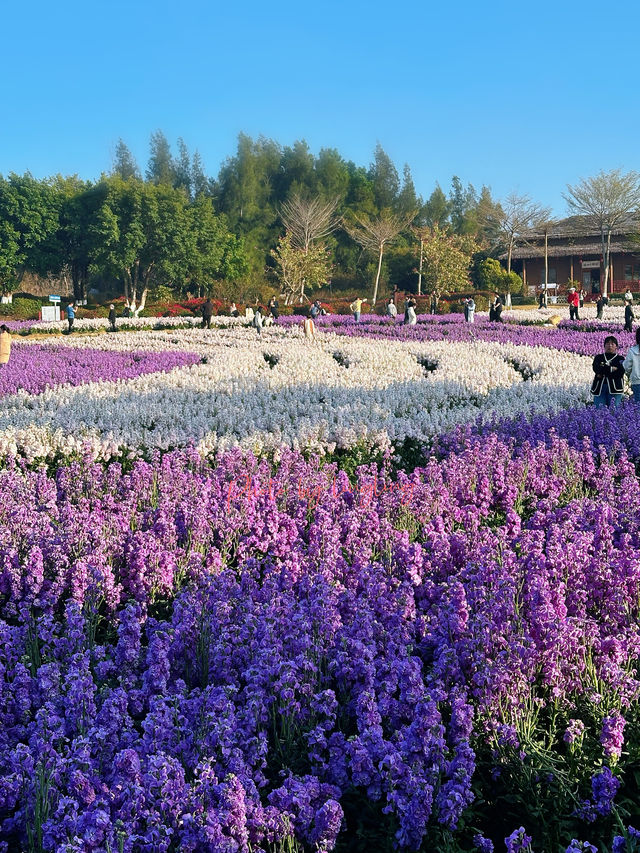 50畝紫羅蘭花海免費開放，邂逅廈門普羅旺斯