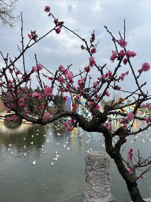 大觀樓餵海鷗