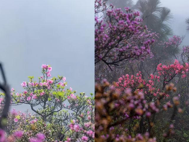 奉化春日賞花全攻略來啦！