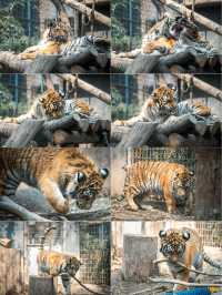 動物園遊記ᵕ̈終於看到軍軍和紅糖啦 附攻略