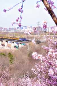 北京賞花新頂流預定！錯過等一年