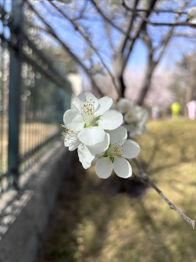 春天裡的綻放