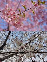 南京限定櫻花皮膚我把春天搬進室內啦