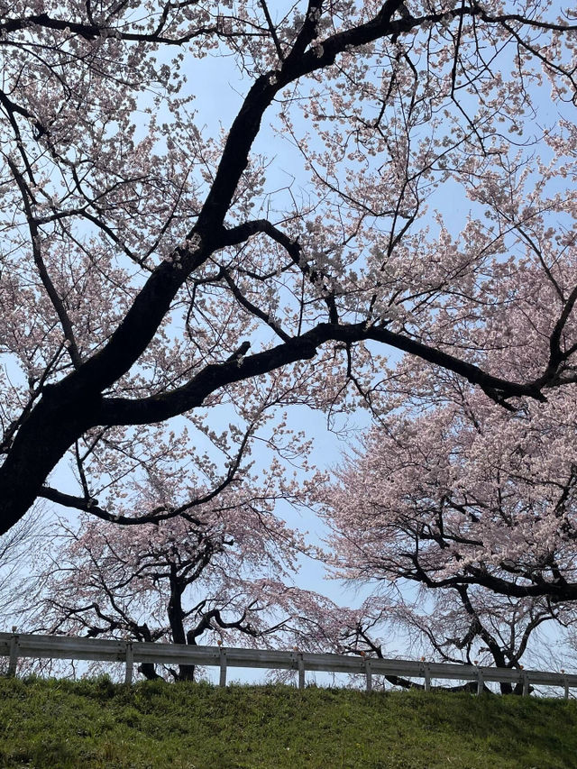 🌸名古屋周邊追櫻攻略，輕鬆get絕美花海