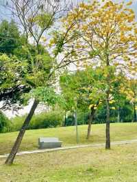 Shenzhen Bay Park: A Springtime Symphony of Yellow Blossom