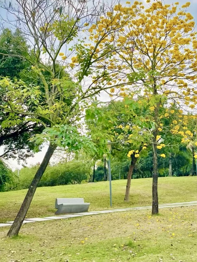 Shenzhen Bay Park: A Springtime Symphony of Yellow Blossom