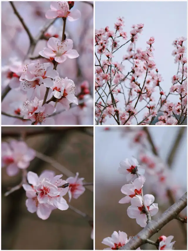 Spring Limited | People's Park Peach Blossom Viewing Guide