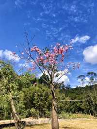 五桂山上雲與風：一段與自然的詩意邂逅