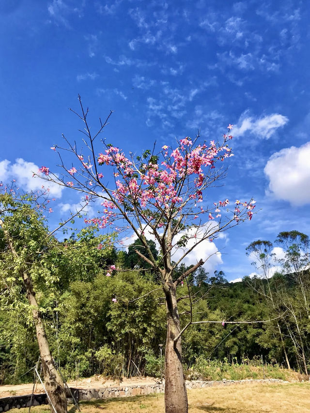 五桂山上雲與風：一段與自然的詩意邂逅