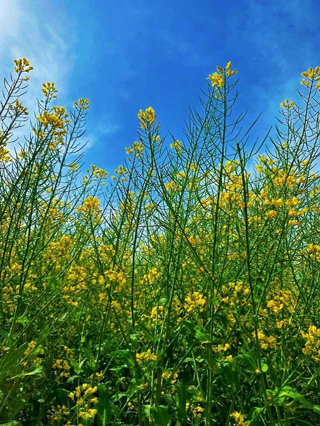 漢中油菜花海 | 與金黃色的春日浪漫邂逅