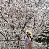 🌸釜山嘅櫻花季，浪漫到暈陀陀🌸