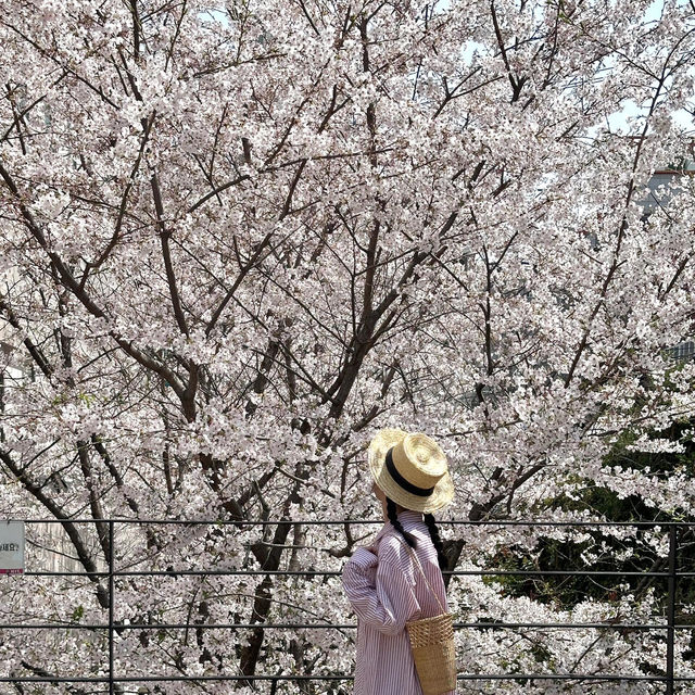 🌸釜山嘅櫻花季，浪漫到暈陀陀🌸