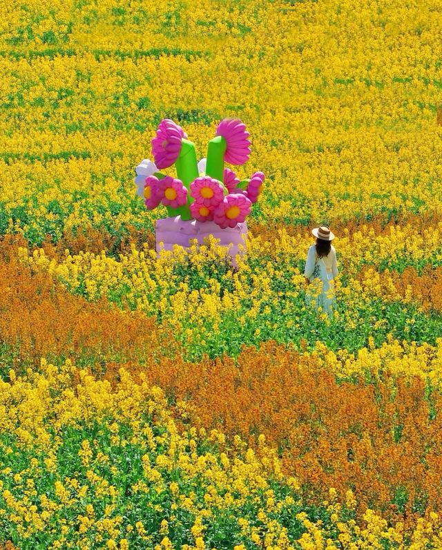 3.25實拍在蘇州彩色油菜花海開啦