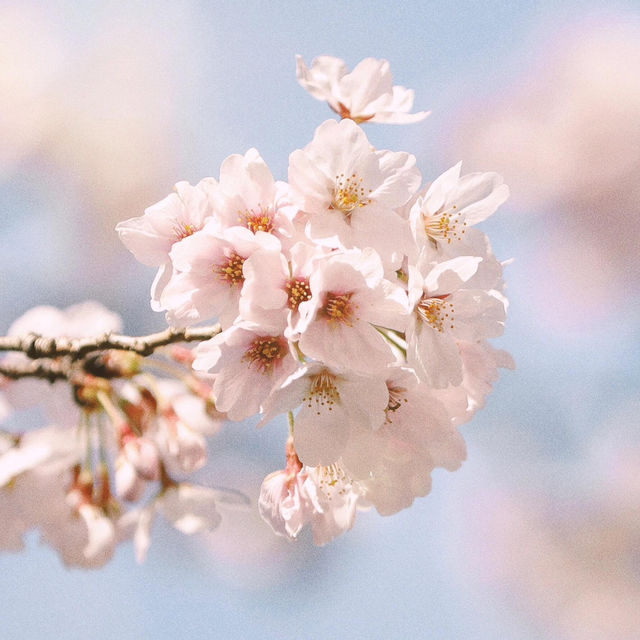必衝釜山！海與櫻花同框打卡勝地🌸