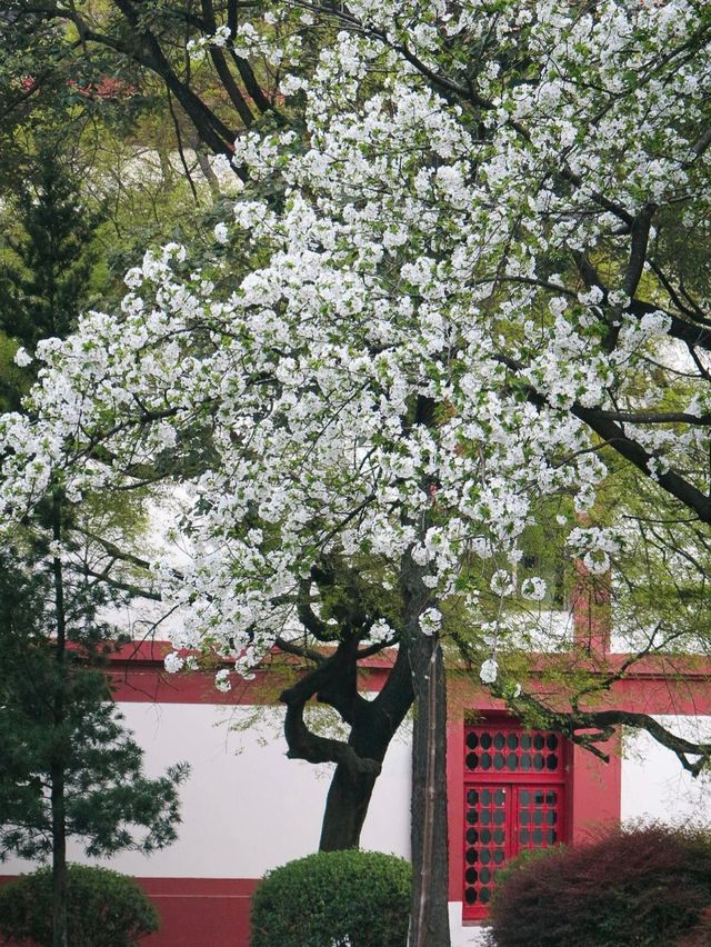 川大望江：學府櫻韻，春日詩章