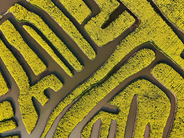 Endless Yellow Blossoms in a Waterway Labyrinth 