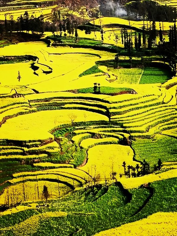 羅平油菜花：金色花海的極致浪漫與特別體驗！
