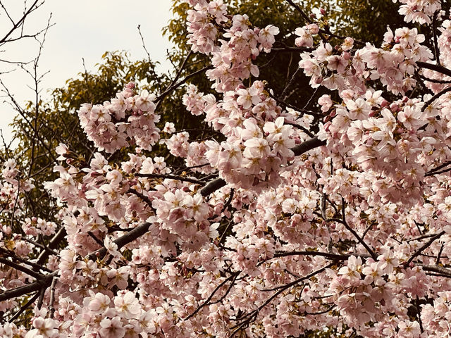 顧村公園賞早櫻
