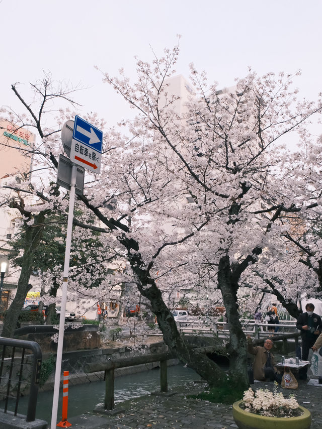 名古屋市區櫻花天花板！鶴舞公園「夜櫻點燈」美到窒息✨