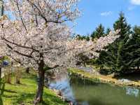 【北海道｜怎樣在北海道札幌赴一場櫻花盛宴 🌸 意外的櫻花驚喜】