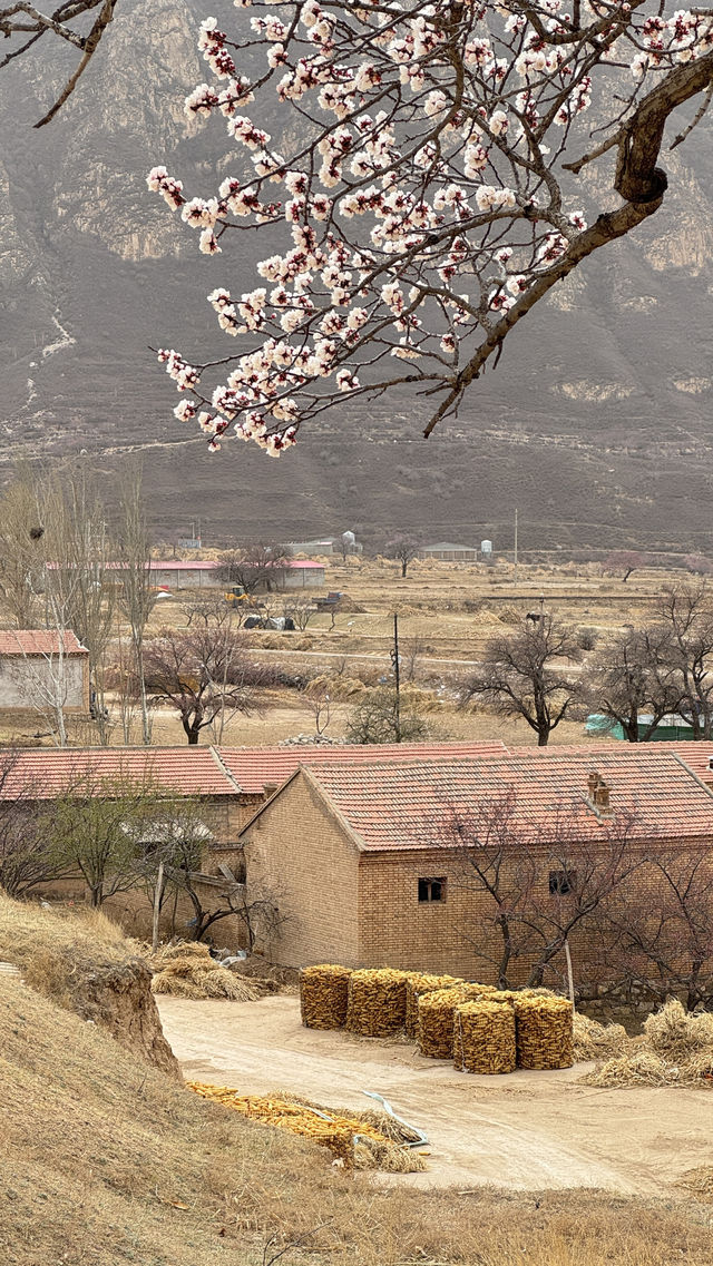 春天來柳河口拍杏花
