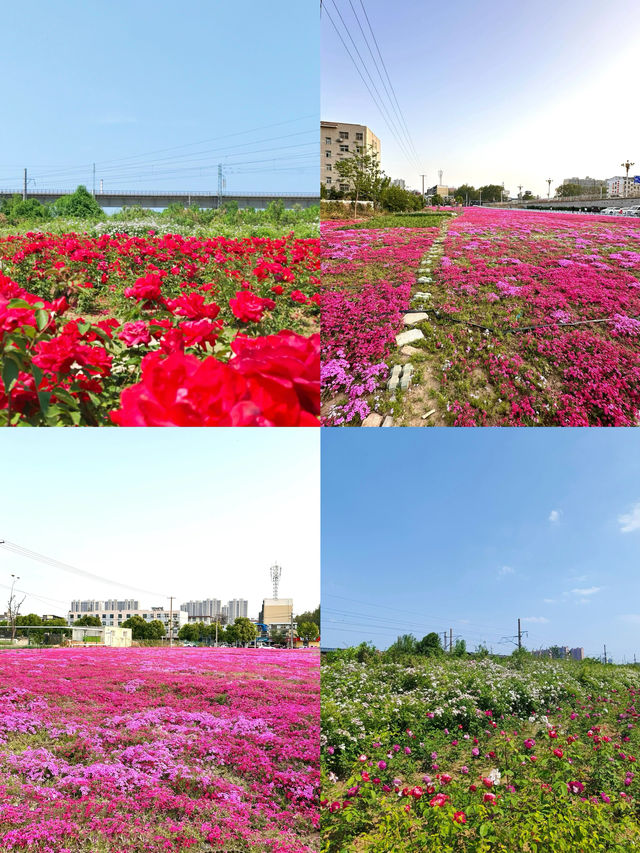 漯河必去九大景點附攻略