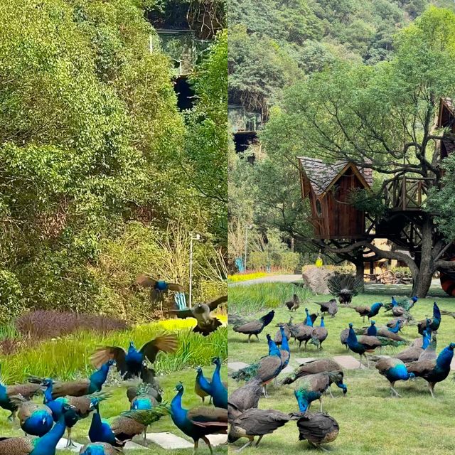 杭州小九寨——大奇山國家森林公園保姆級攻略