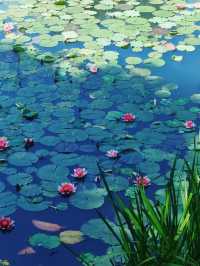 5月南京必衝燕雀湖莫奈花園睡蓮已上線🪷