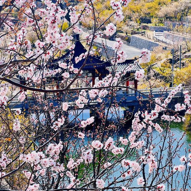 🌸 Springtime Magic at Dalao Cherry Blossom Valley